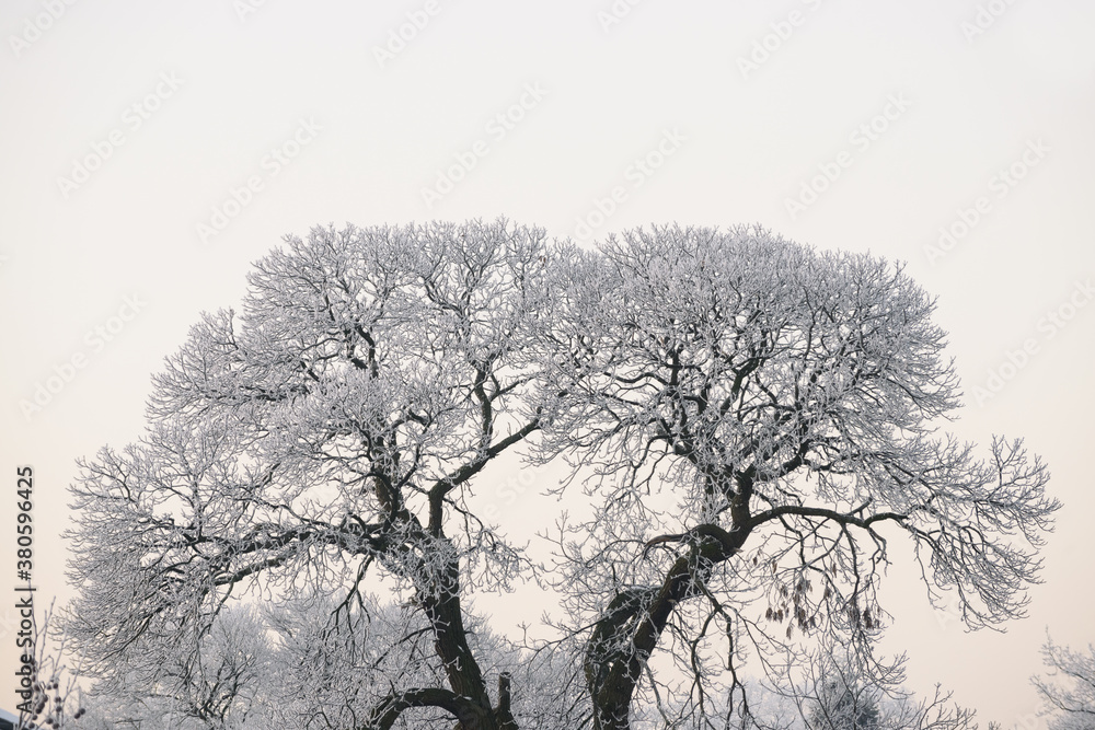 Icy lung tree Icy lung tree