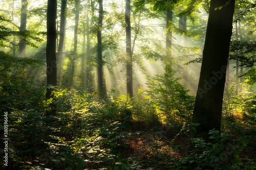 Beautiful sunny morning in the forest