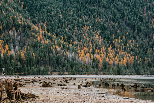 Exposed stumps on the shoreline of Sullivan Lake photo