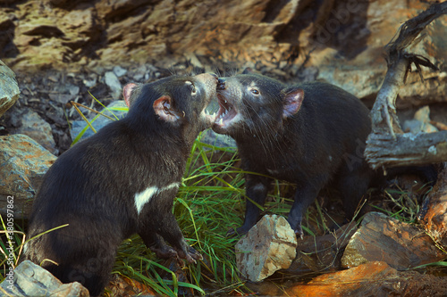 Couple of tasmanian devils communicating in tender fight photo