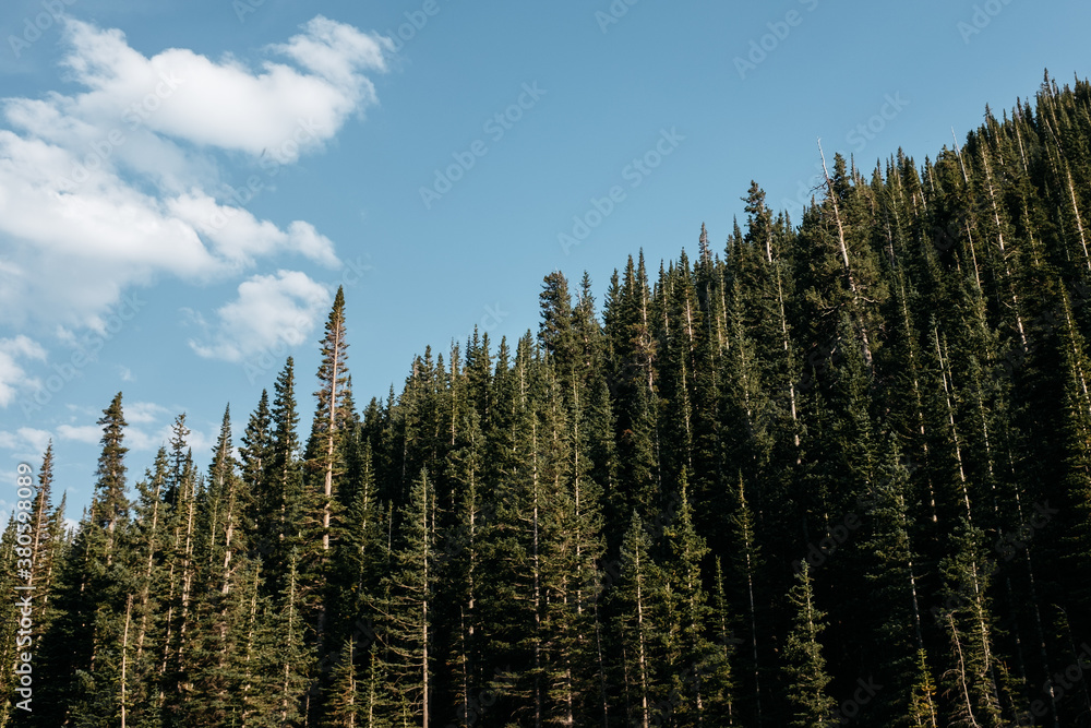Treetops Treetops
