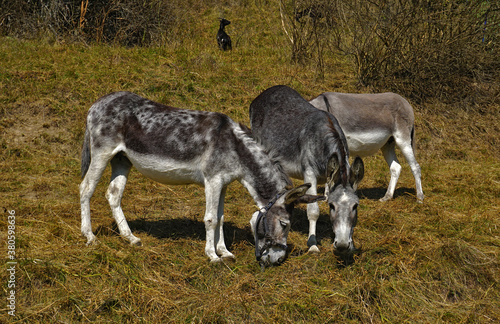 Fototapeta Naklejka Na Ścianę i Meble -  Esel auf der Weide, donkeys in the pasture