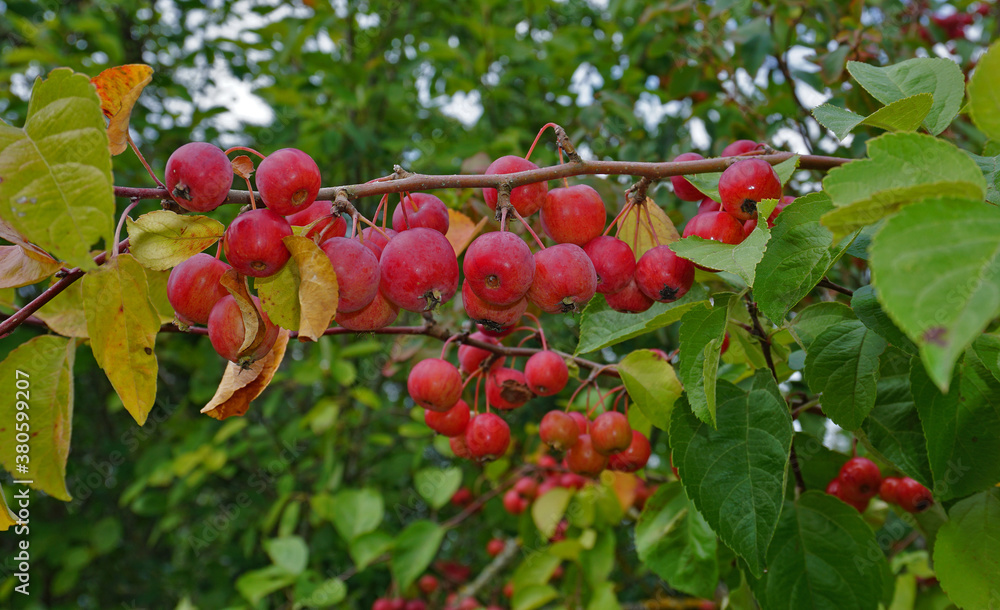 Sibirischer Holzapfel, Malus × robusta , crab apples Sibirischer Holzapfel, Malus × robusta , crab apples