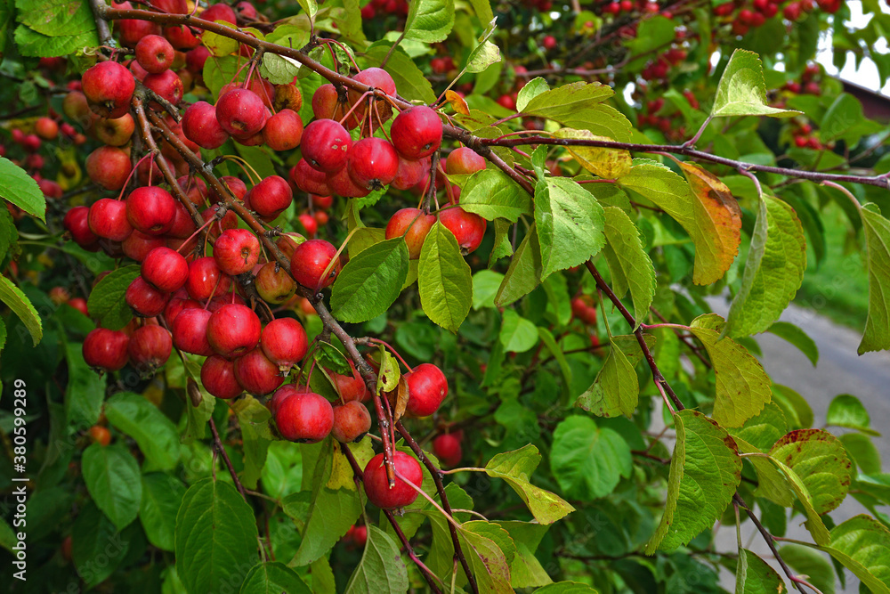 Sibirischer Holzapfel, Malus × robusta , crabapple Sibirischer Holzapfel, Malus × robusta , crabapple