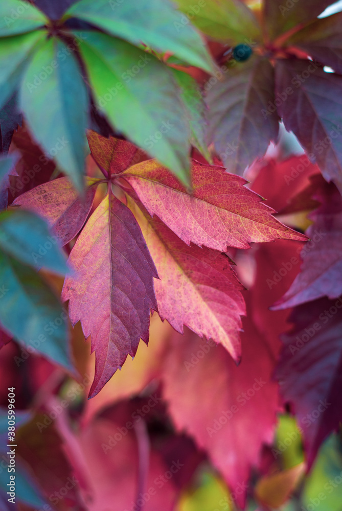 Green and red virginia creeper leaves (Parthenocissus tricuspidata) in autumn with selective focus. Green and red virginia creeper leaves (Parthenocissus tricuspidata) in autumn with selective focus.
