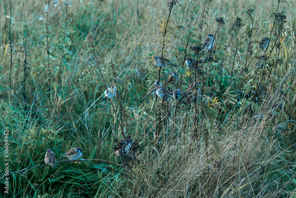 Obraz premium A lot of sparrows in a grass. Autumn urban scene