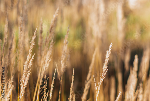Dry grass on a meadow with selective focus. Natural autumn background