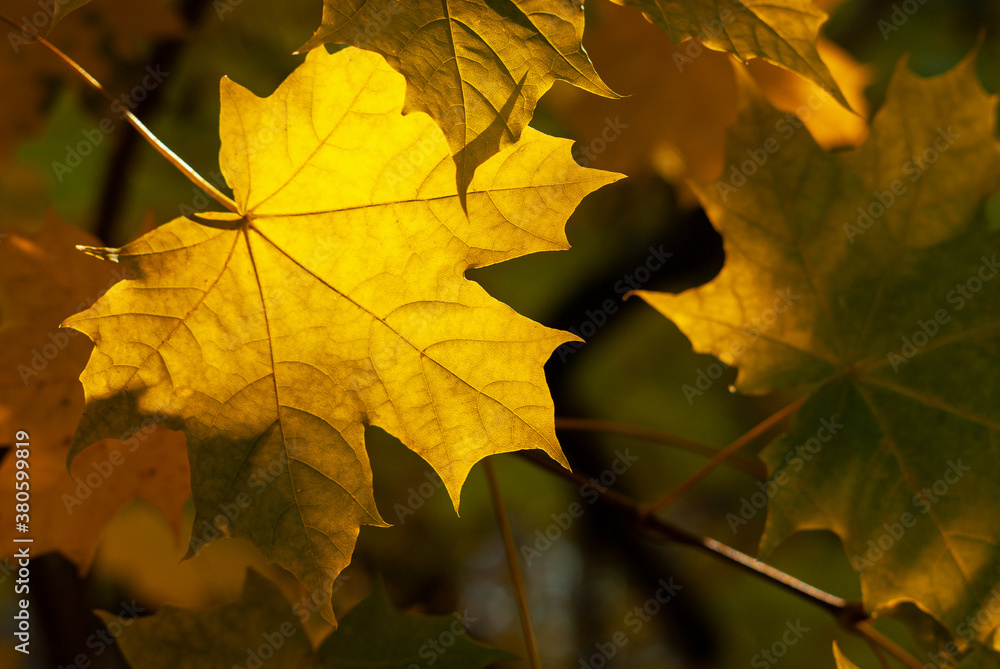 Yellow maple leaf on autumn blurred background. Sunny autumn weather in a city Yellow maple leaf on autumn blurred background. Sunny autumn weather in a city