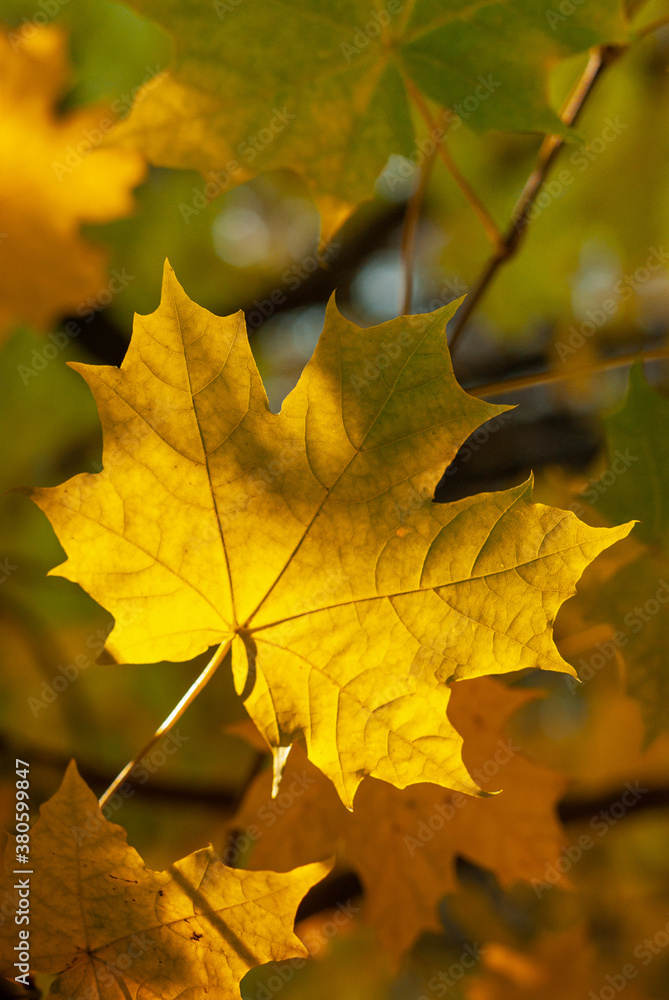 Fototapeta premium Yellow maple leaf on autumn blurred background. Sunny autumn weather in a city