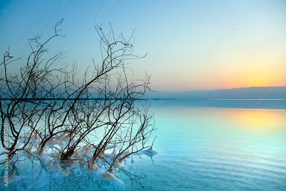 Dead Sea Sunrise - Withered Bushes at Dawn Dead Sea Sunrise - Withered Bushes at Dawn