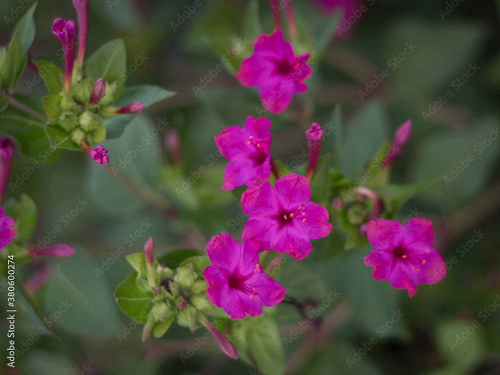 Horizontal close up of purple Garden Phlox.
