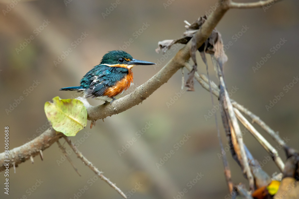 Obraz premium American pygmy kingfisher (Chloroceryle aenea) is a resident breeding kingfisher which occurs in the American tropics from southern Mexico south through Central America to western Ecuador