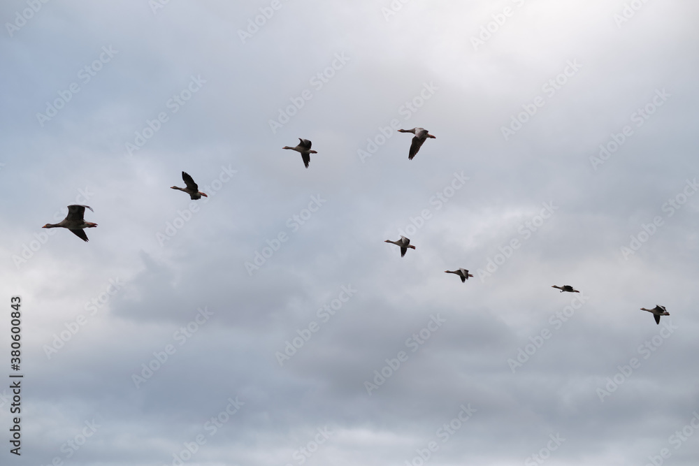 A skein of geese in flight. Cloudy sunset sky in the background.
