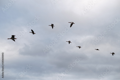 Foto A skein of geese in flight. Cloudy sunset sky in the background.