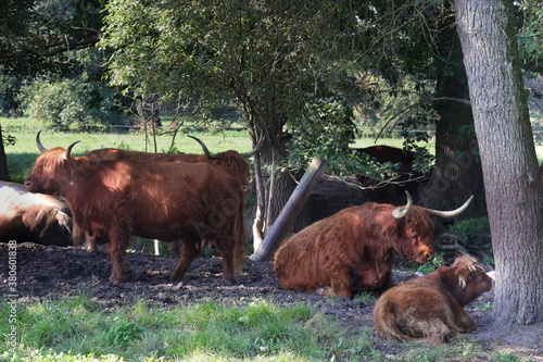 schottisches Hochlandrind, Rinder, Weide, Kühe © Sambucca Mai