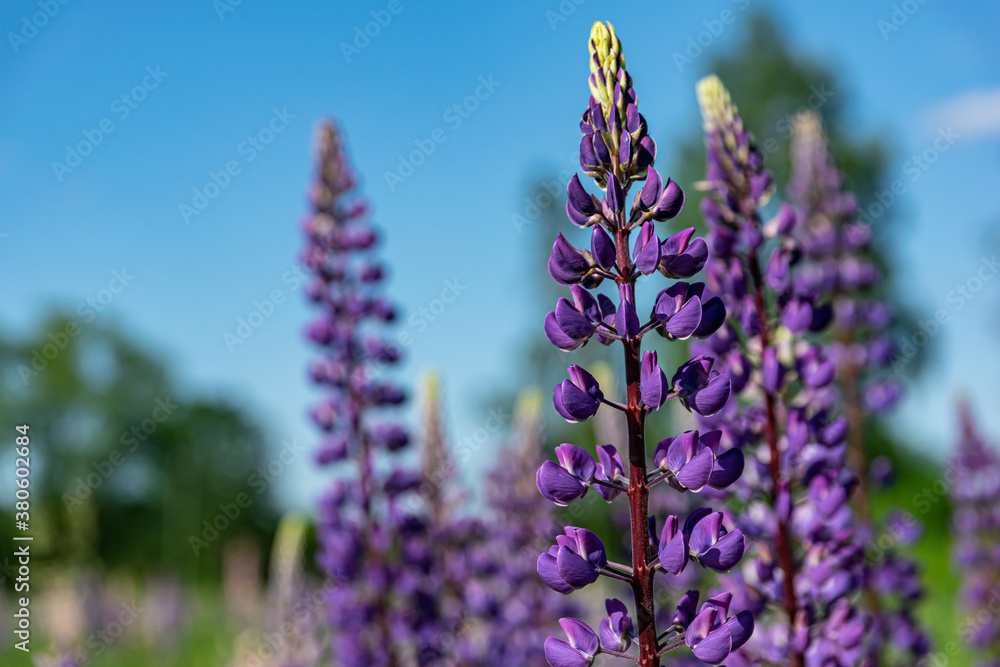 Fototapeta premium A field of blooming lupins in spring. A many of lupines in the meadow.
