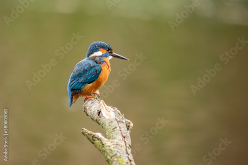 Kingfisher, Alcedo atthis © Gert Hilbink