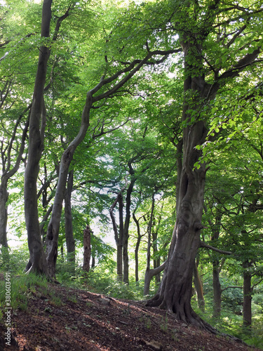 tall forest beech trees with vibrant green summer leaves on a hillside in crow nest woods in west yorkshire