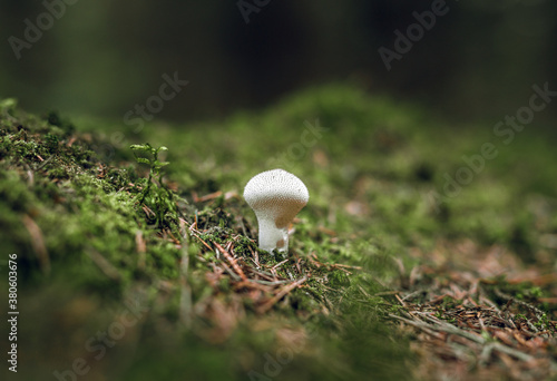 Picturesque mushroom covered in moss at a vibrant green forest. Close up scene in forest. 