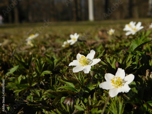 Wood anemone, anemone nemorosa, white bloom of first spring  flower photo