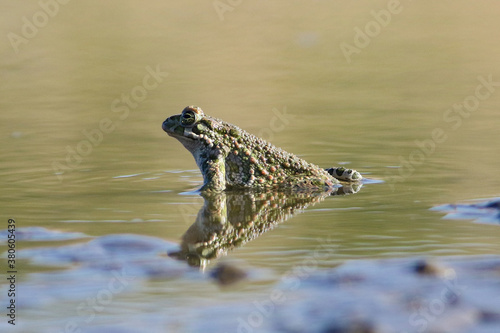 European green toad Bufotes viridis in the swamp