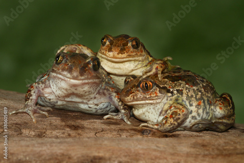 Three funny common Spadefoot toad Pelobates fuscus