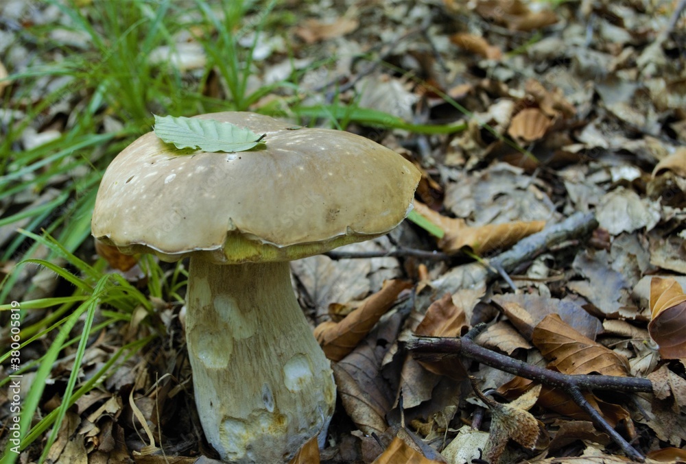 edible mushroom in the forest
edible mushroom in the forest
