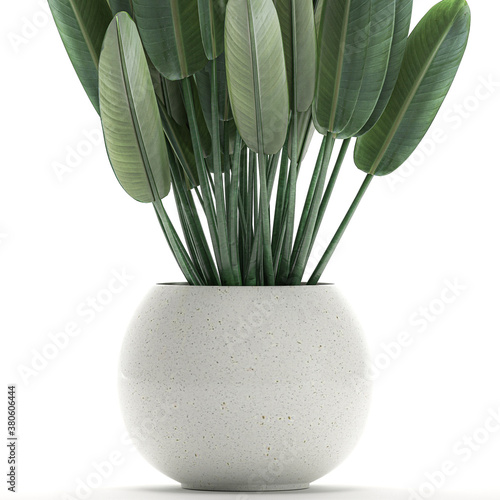 tropical plants Strelitzia in a pot on a white background  