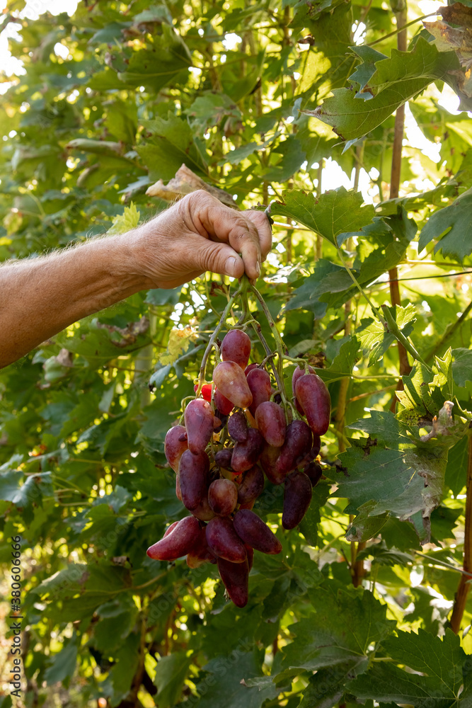 Male hands are holding a large and ripe bunch of grapes. Close-up. Grape making and harvesting concept
