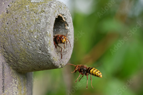 Hornissen am Nistkasten photo