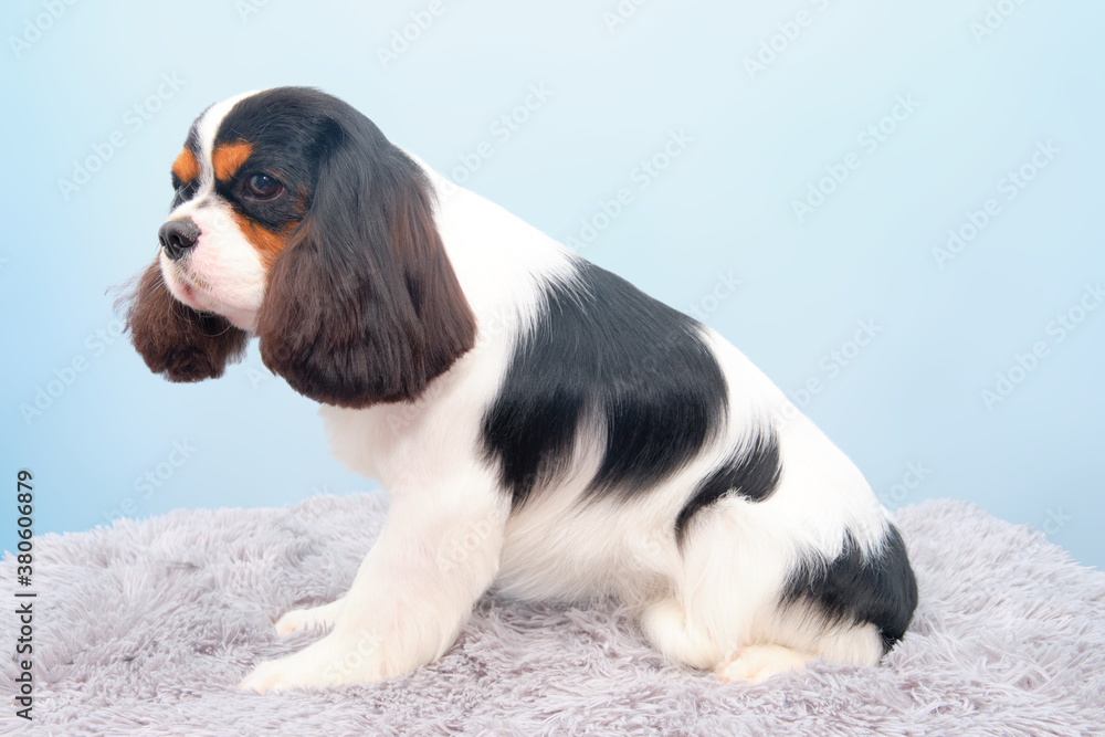 cavalier king Charles Spaniel dog black and white sitting after grooming procedures on a blue background.