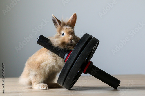 Cute bunny exercising on fitness equipment