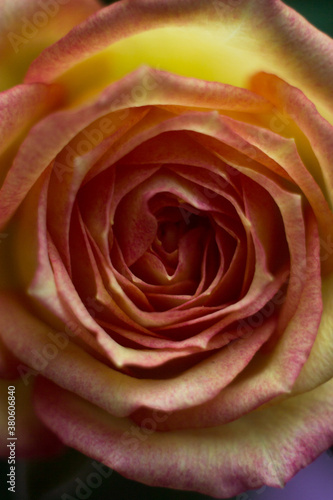 Tea rose in the macro. Yellow rose with a pink edge close on a dark background