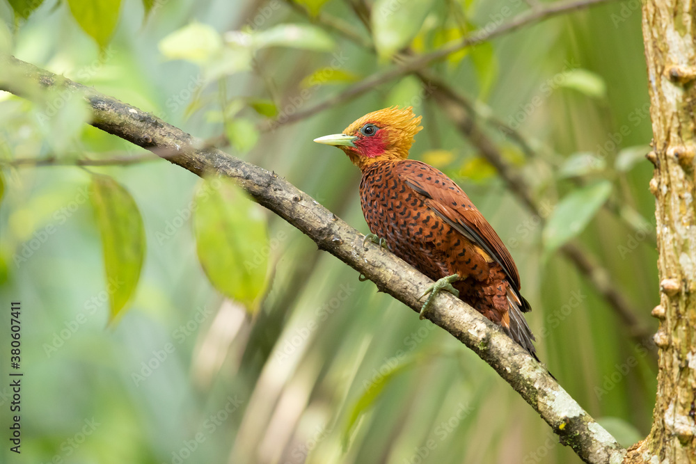 The chestnut-colored woodpecker (Celeus castaneus) is a species of bird in the family Picidae. It is found in Belize, Costa Rica, Guatemala, Honduras, Mexico, Nicaragua, and Panama. The chestnut-colored woodpecker (Celeus castaneus) is a species of bird in the family Picidae. It is found in Belize, Costa Rica, Guatemala, Honduras, Mexico, Nicaragua, and Panama.