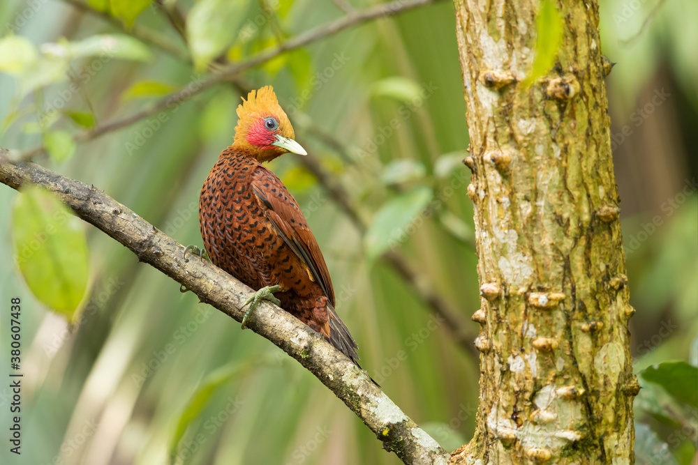 The chestnut-colored woodpecker (Celeus castaneus) is a species of bird in the family Picidae. It is found in Belize, Costa Rica, Guatemala, Honduras, Mexico, Nicaragua, and Panama. The chestnut-colored woodpecker (Celeus castaneus) is a species of bird in the family Picidae. It is found in Belize, Costa Rica, Guatemala, Honduras, Mexico, Nicaragua, and Panama.