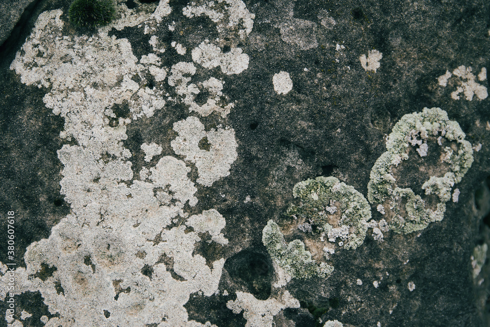 Moss, fungus and lichen on stone closeup. Moss, fungus and lichen on stone closeup.