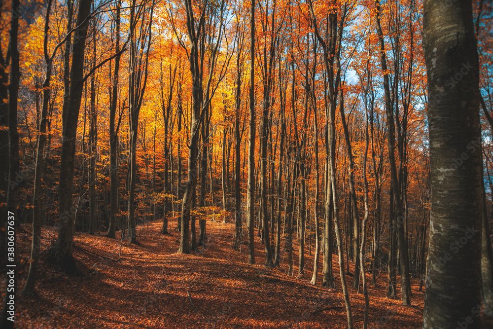 Obraz premium Autunno