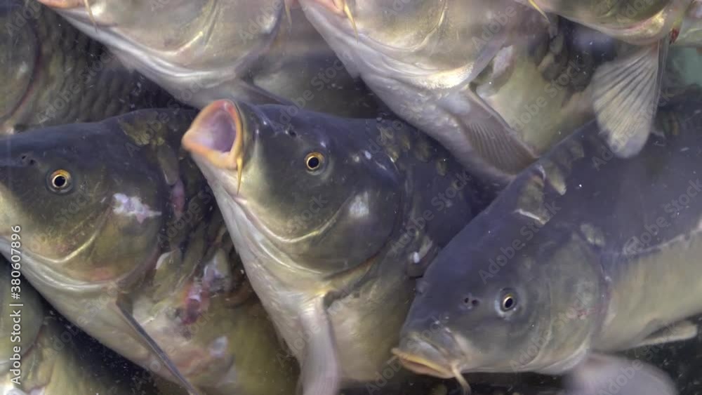fish in the aquarium store at the fish market fish in the aquarium store at the fish market
