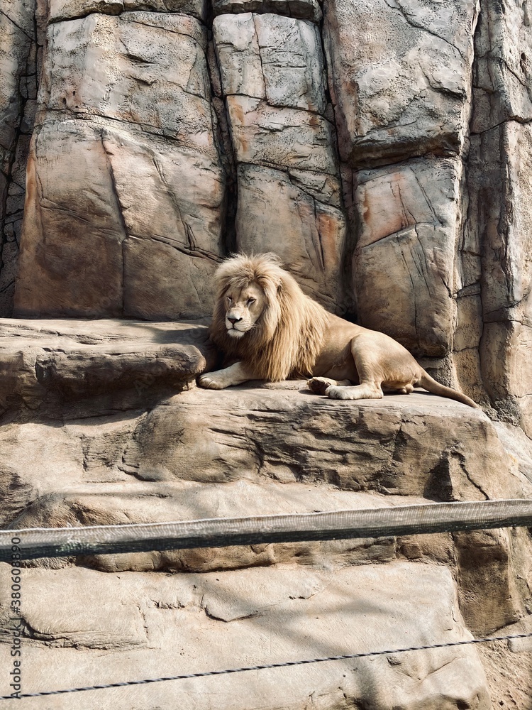 Obraz premium sleeping bear