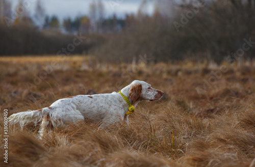 Foto Hunting with an English setter