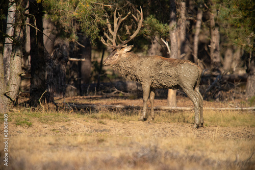 Red Deer  taking Mudbath