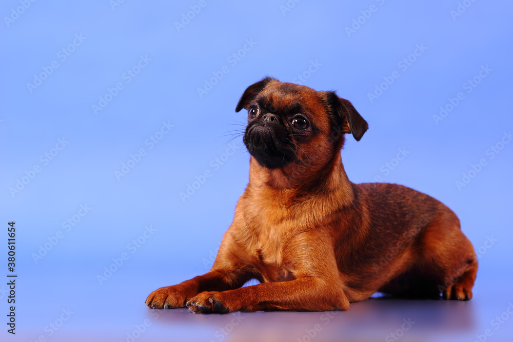 Obraz premium dog on a blue background
