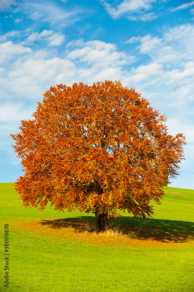 single big old beech tree on the meadow in autumn
