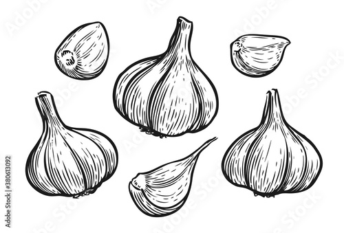 Vector hand drawn illustration set of garlic. Food sketch