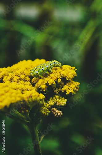 yellow flower in spring