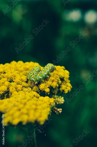 yellow flower on green background