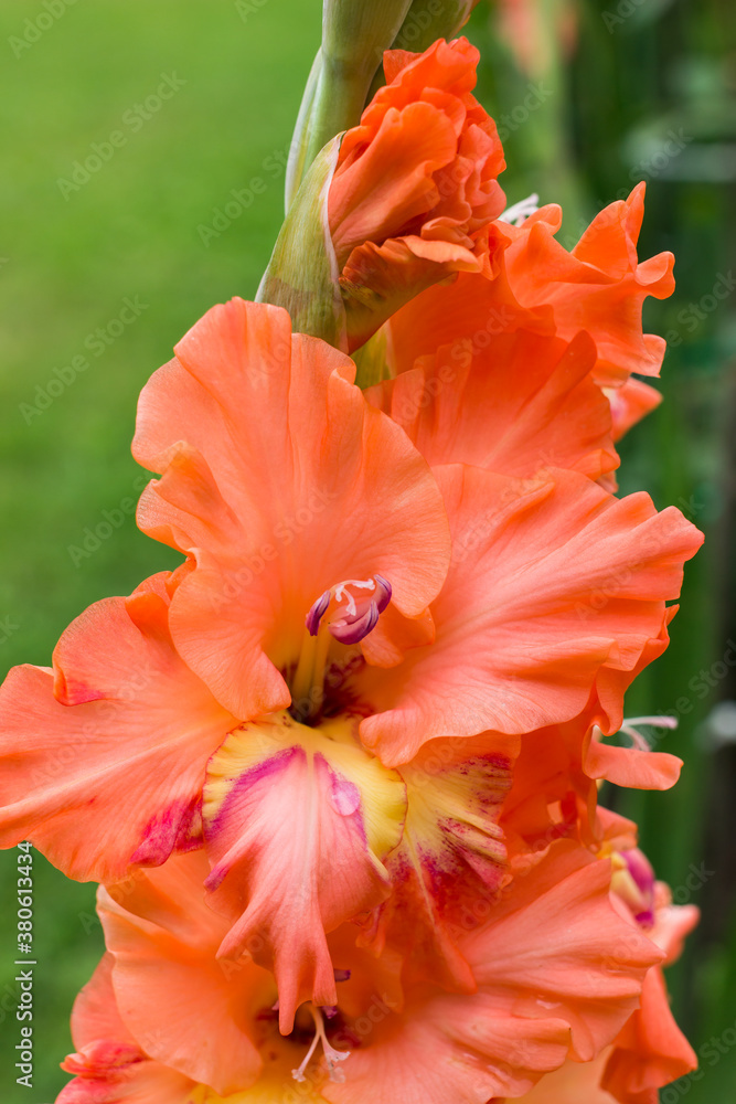 Beautiful orange or pink gladiolus flower in the garden close up. Beautiful orange or pink gladiolus flower in the garden close up.