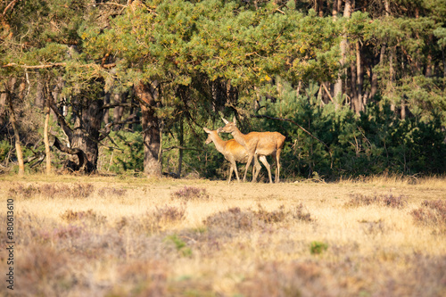 Red Deer, taking Mudbath © Gert Hilbink