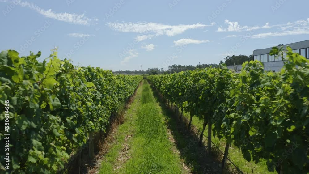 Walking in the Vineyards Walking in the Vineyards