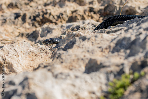 Black western whip snake, Hierophis viridiflavus, slithering on rocks and dry vegetation in Malta photo